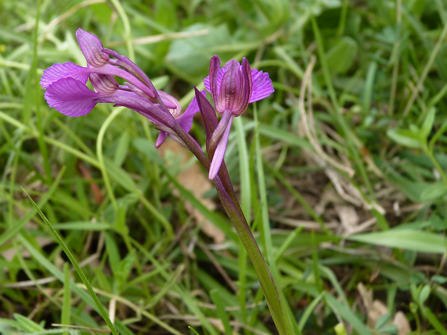 Anacamptis x gennarii